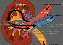 KIDNEY INT：<font color="red">肾小管</font>NHE3是维持水和氯化钠平衡所必需的！