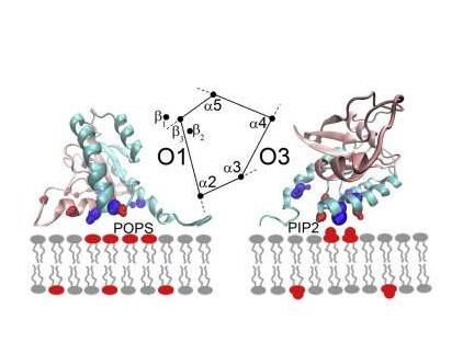 <font color="red">Structure</font>：科学家成功利用超级计算机阐明细胞膜关闭促癌蛋白表达的分子机理