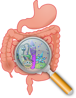 KIDNEY INT：肠道菌群对尿毒症溶质积累的影响！