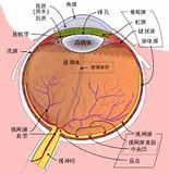 <font color="red">JAMA</font> Ophthalmol：MIOCTA用于儿童视网膜血管病