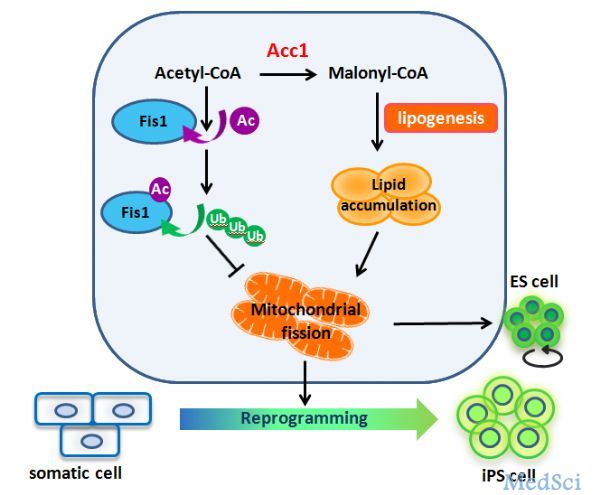 EMBO Journal：脂类代谢调控干细胞多能性的新机制