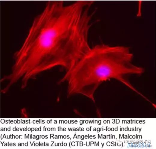 Journal of Cleaner Production：研究员从苹果<font color="red">渣</font>中提取生物材料，为组织再生制造3D基质