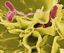 Nature：对抗沙门氏杆菌感染的肠道粘合剂和保护剂-IgA