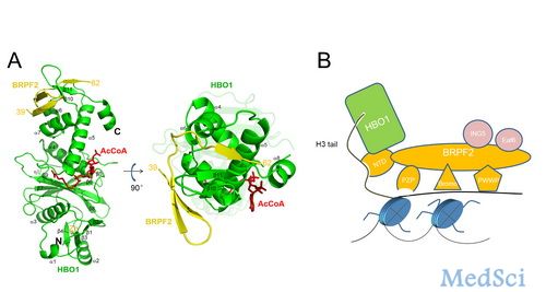 Nucleic Acids Res：支架蛋白BRPF2调控组蛋白乙酰<font color="red">转移酶</font>HBO<font color="red">1</font>活性