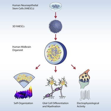 Stem Cell Rep：培养皿中培育出脑组织