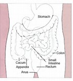 Gastroenterology：激活Wnt信号可刺激肠祖细胞分化