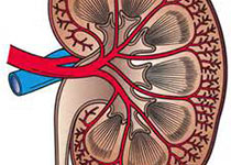 KIDNEY INT：减慢<font color="red">慢性</font><font color="red">肾脏病</font><font color="red">进展</font><font color="red">的</font>新策略！