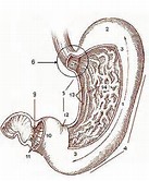 Gastroenterology：SPOCD1和BTN3A2为胃癌风险变异