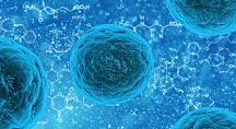 Cell Res：科学家揭示喜树碱类药物肠道毒性机制和克服毒性治疗方案