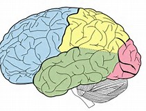 Neurology：法布里病运动<font color="red">皮层</font>功能连接的改变