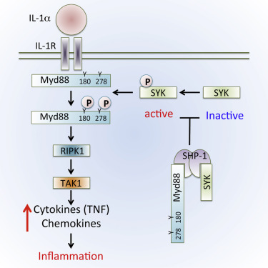 Immunity：抑制MyD88蛋白磷<font color="red">酸化</font>治疗皮肤炎症