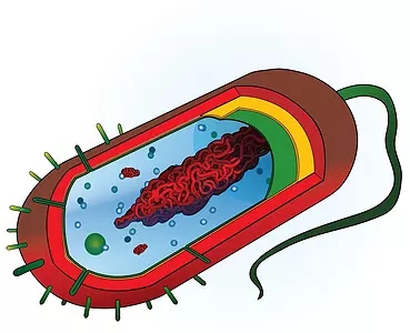 Cell Host Microbe：加拿大学者发现导致与年龄相关炎症<font color="red">的</font>肠道细菌