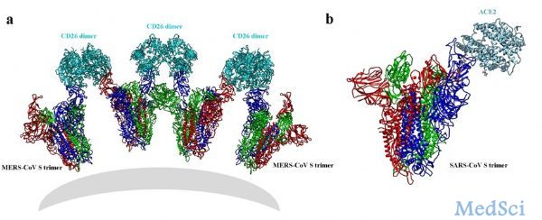 Nat Commun:中科院微生物所高福研究组等揭示MERS-CoV和SARS-CoV<font color="red">刺</font><font color="red">突</font>蛋白的结构与功能