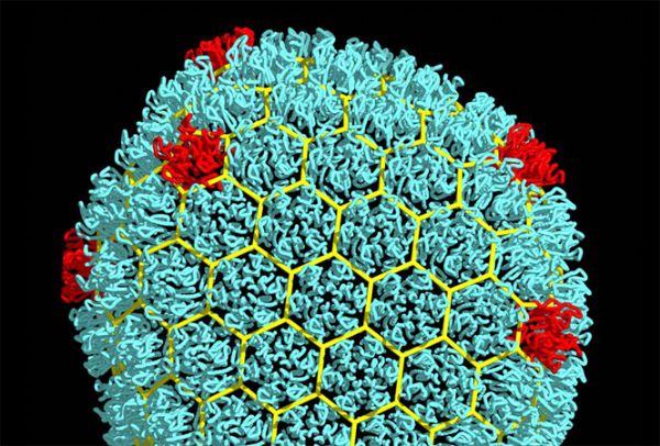 Nature <font color="red">Medicine</font>：抗逆转录病毒治疗期间组织巨噬细胞中HIV持续存在！