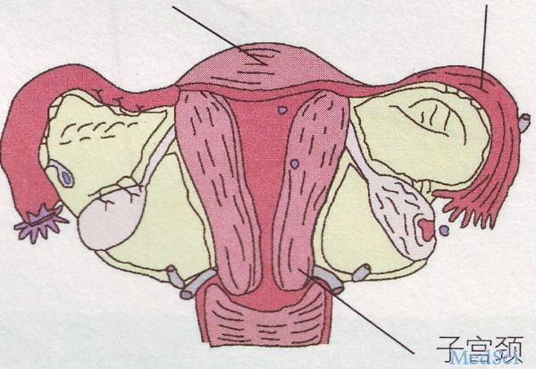 宫颈口撕裂位置图片图片