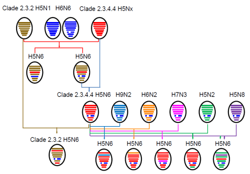 J VIROL：研究揭示我国华中地区 H5N6 <font color="red">禽流感病毒</font>发生和演化特征