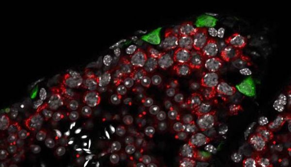 科学家发现能促进人类<font color="red">生殖</font>细胞发育的关键蛋白