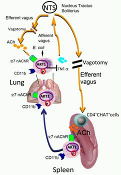 Cell Discovery：上海巴斯德所揭示迷走神经调控急性肺部感染免疫的新机理