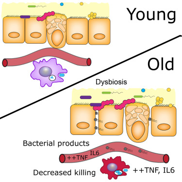 Cell Host & Microbe：肠道菌群失衡和衰老如何相互加剧？