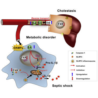 Cell Metab：<font color="red">FXR</font>对炎性小体的调控与胆汁淤积性脓毒症有何关系？
