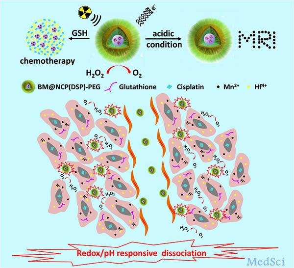 Adv Funct Mater：配位聚合物包裹的二氧化锰纳米颗粒用于肿瘤微环境响应的癌症诊疗