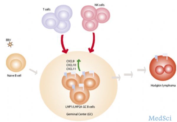 PNAS：<font color="red">EBV</font>如何促使B细胞癌变，产生淋巴癌