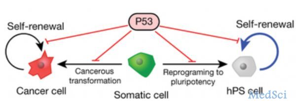 Nature：<font color="red">P53</font>突变，干细胞疗法背后可能的癌变风险
