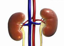 Kidney Int：PPARγ可能减缓慢性<font color="red">肾脏</font><font color="red">疾病</font><font color="red">进展</font>