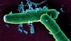 JEM：炭疽芽孢杆菌孢子通过表面RNA激活机体免疫反应