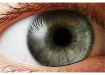 Curr Eye Res：Ripasudil盐酸盐水合物滴眼对瞳孔动力学的影响