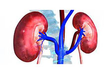 Kidney Int：<font color="red">冷</font><font color="red">缺血</font>时间不超过16小时对活体供体的配对肾脏移植影响不大