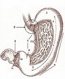 Am J Gastroenterol：胃底腺息肉伴不典型增生的临床病理学评价