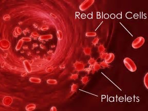 Blood：<font color="red">血</font>容升高对于造成血栓形成有直接作用