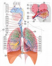 Lancet Respir Med：强力霉素对COPD<font color="red">急性</font><font color="red">加重</font>期治疗无效