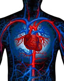 Nature Medicine：<font color="red">交感神经</font>和肾脏参与维持心脏正常功能