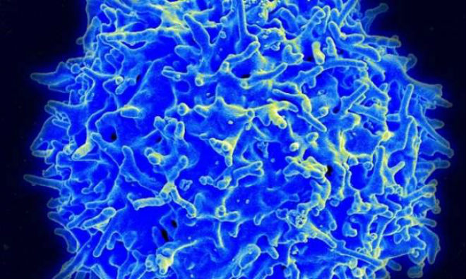 Science：T细胞如何感知、应对危险？