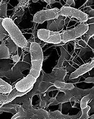 Gut：遗传和宿主遗传学对肠道菌群和代谢综合征的影响