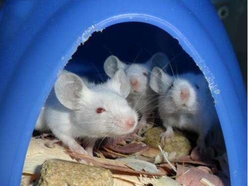 Nat Commun：重磅！3D打印卵巢让雌性小鼠产下健康的幼鼠