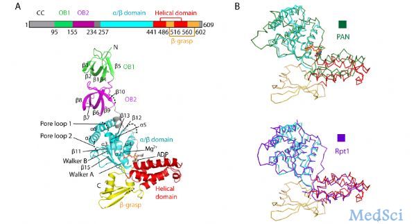 Mol Microbiol：南方科技大学汪涛课题组等揭示<font color="red">结核杆菌</font><font color="red">蛋白酶</font>体调控复合体ATPase作用机理