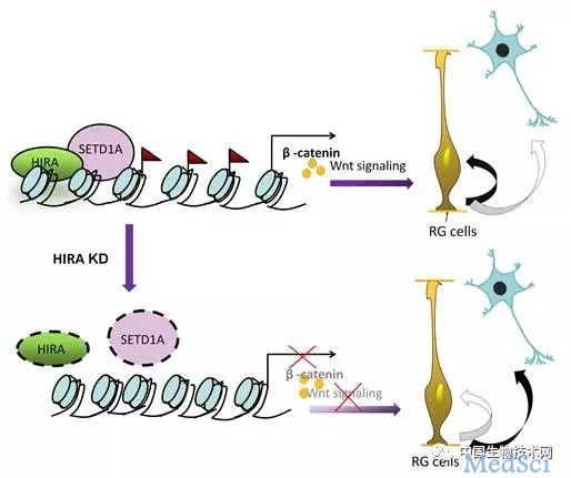 J Cell Biol：组蛋白伴侣对脑发育的表观遗传调控新机制