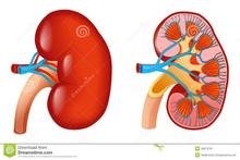 Kidney Int：重金属对肾功能的影响