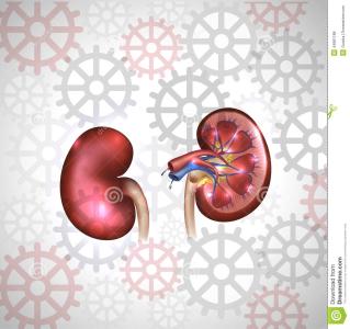 Kidney Int：ANCA和<font color="red">抗</font><font color="red">GBM</font>抗体双重阳性患者的肾脏结局