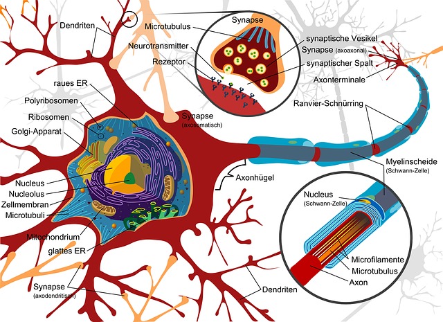 Science：关键发现：每个<font color="red">神经细胞</font>都独一无二！