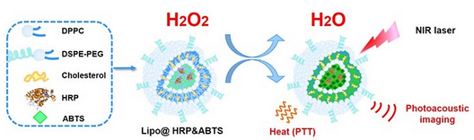 PNAS：H2O2 响应的脂质体纳米探针用于光声的<font color="red">炎症</font><font color="red">成像</font>和肿瘤治疗