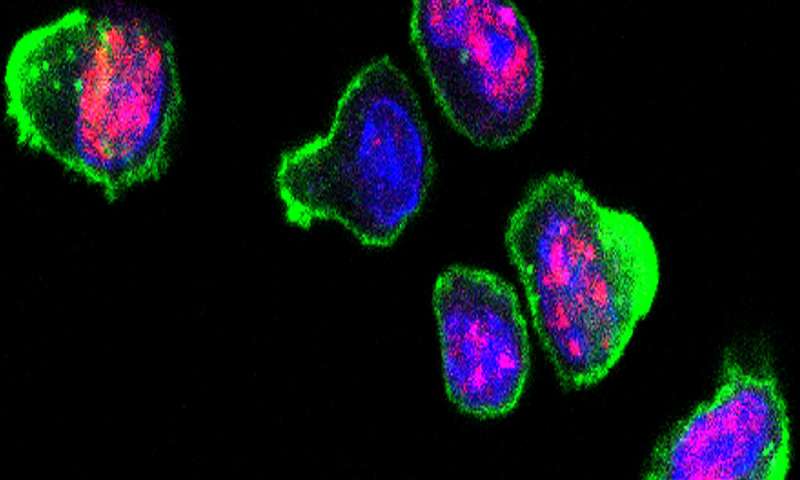 PNAS：最新研究发现激活T细胞的“软肋”，致命疾病有望治愈