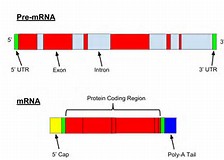 <font color="red">非</font>编码RNA的调控作用机制研究计划项目指南