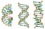 Cell Rep：重磅 | 母体竟把未修复损伤<font color="red">DNA</font>传给了孩子！