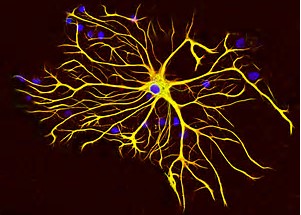 PNAS：星形胶质细胞中的脑糖原维持大脑长时间运动所需的能量