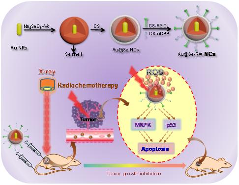 ACS Nano：暨南大学陈填烽课题组发现用于肿瘤同步放化疗的<font color="red">纳米</font>药物