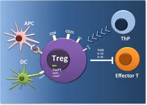 Cell：逆转肿瘤组织中的调节性T细胞对于促进免疫疗法至关重要